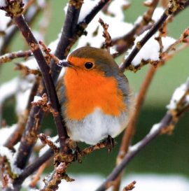 CARNET DOUBLE QM SANS TEXTE 12 x 12 cm – FIN D’ANNEE + Enveloppe