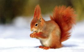 CARNET DOUBLE MD SANS TEXTE 13,5 x 8,5 cm – FIN D’ANNEE + Enveloppe