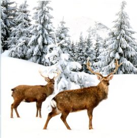 CARNET DOUBLE QM SANS TEXTE 12 x 12 cm – FIN D’ANNEE + Enveloppe