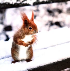 CARNET DOUBLE QM SANS TEXTE 12 x 12 cm – FIN D’ANNEE + Enveloppe