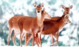 CARNET DOUBLE MD SANS TEXTE 13,5 x 8,5 cm – FIN D’ANNEE + Enveloppe