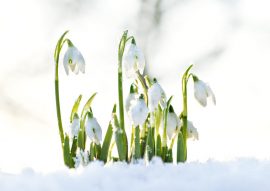 CARNET DOUBLE SANS TEXTE 12x17cm – HIVER + Enveloppe