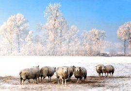 CARNET DOUBLE SANS TEXTE 12x17cm – HIVER + Enveloppe