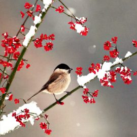 CARNET DOUBLE Q SANS TEXTE 15 x 15 cm – FIN D’ANNEE + Enveloppe