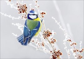 CARNET DOUBLE SANS TEXTE 12x17cm – HIVER + Enveloppe