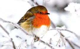 CARNET DOUBLE MD SANS TEXTE 13,5 x 8,5 cm – FIN D’ANNEE + Enveloppe