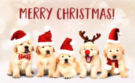 CARNET DOUBLE MD SANS TEXTE 13,5 x 8,5 cm – FIN D’ANNEE + Enveloppe