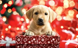 CARNET DOUBLE MD SANS TEXTE 13,5 x 8,5 cm – FIN D’ANNEE + Enveloppe