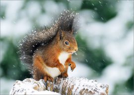 CARNET DOUBLE SANS TEXTE 12x17cm – HIVER + Enveloppe