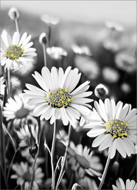 CARNET AVEC TEXTE – Ft 6 x 8,3 cm + ENVELOPPE